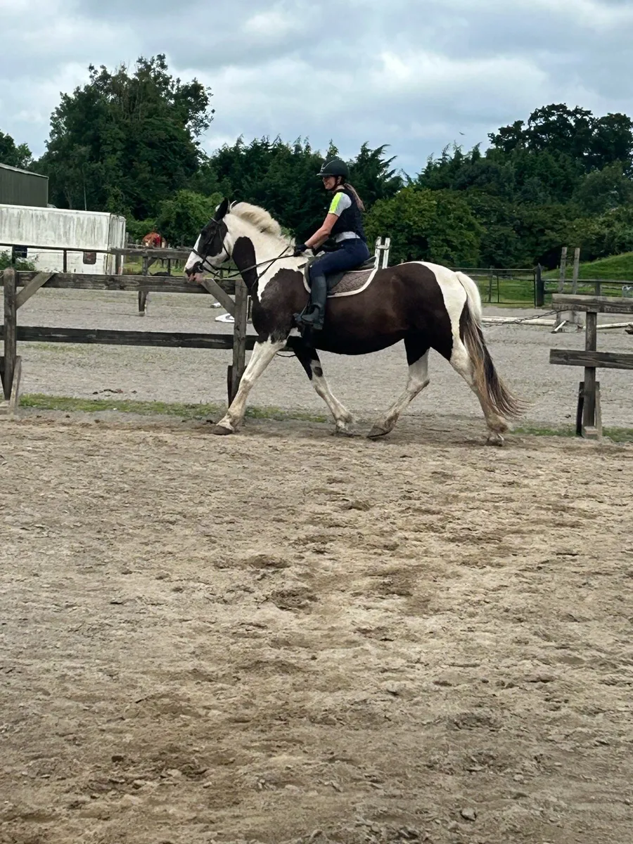 Gorgeous 17hh Mare - Image 4