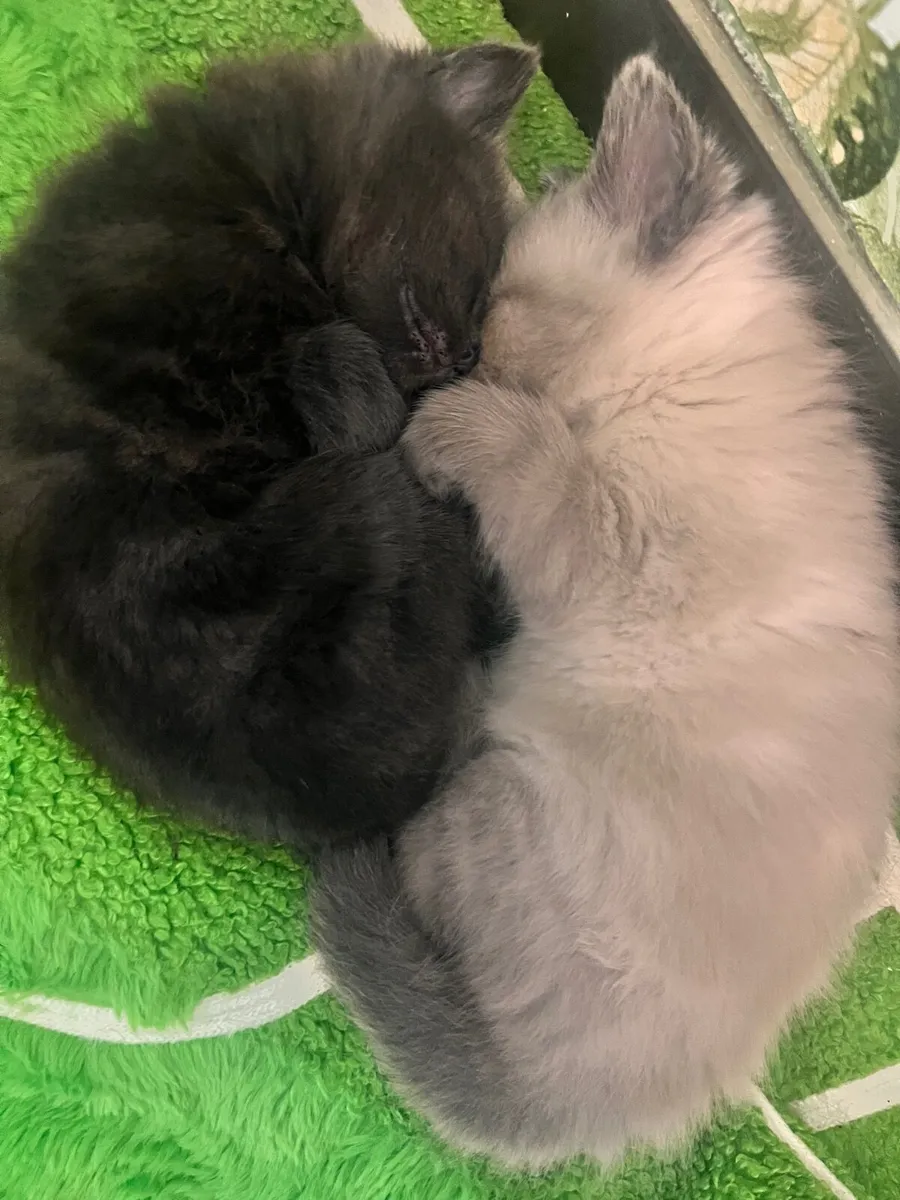 Kittens - Image 1