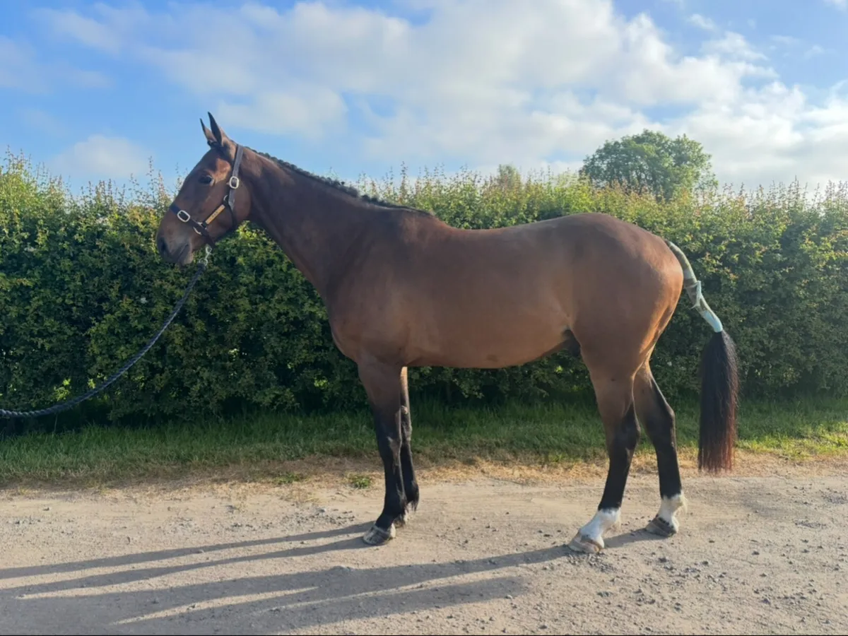 Ideal amateurs jumper/hunter - Image 1