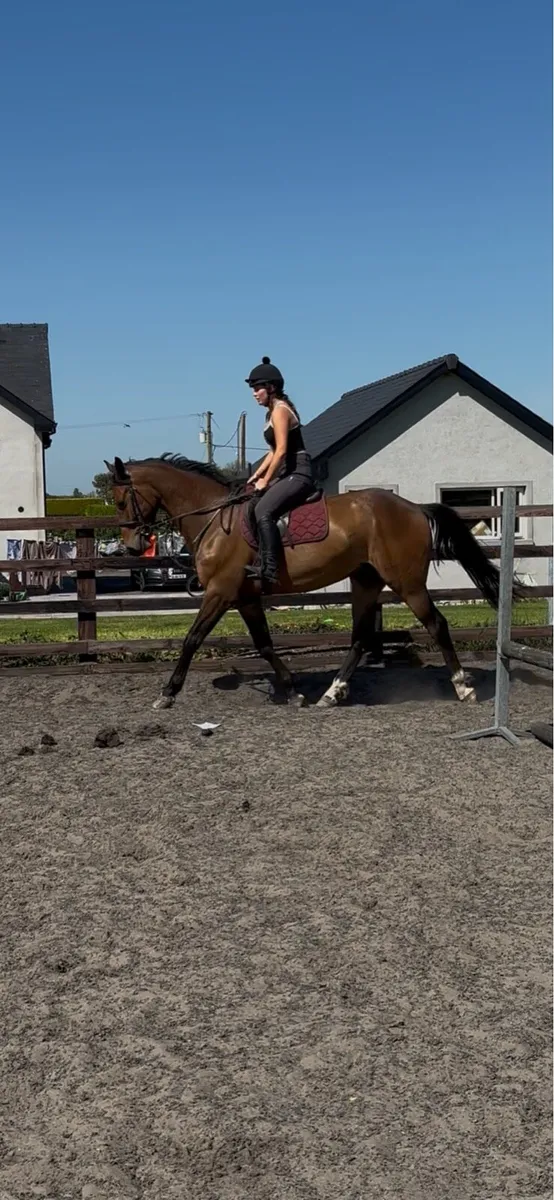 Ideal amateurs jumper/hunter - Image 2