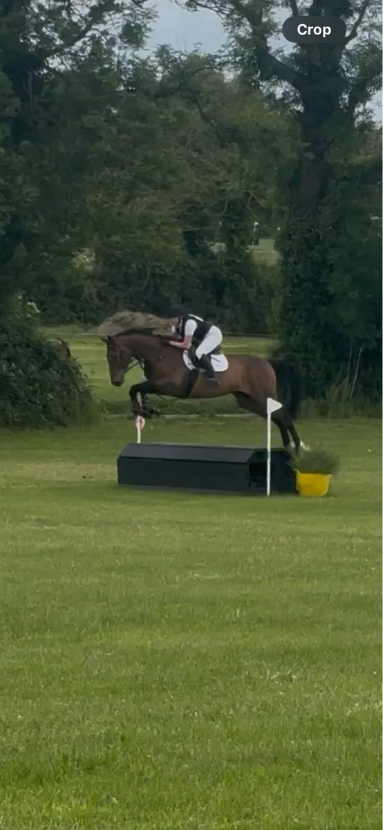 Ideal amateurs jumper/hunter - Image 3