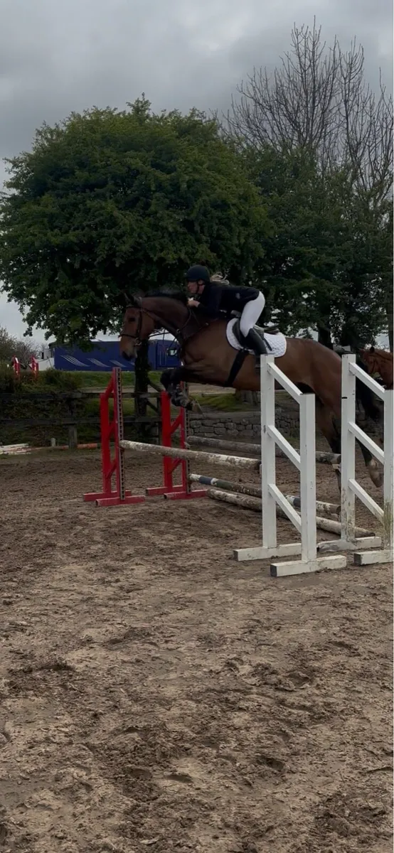 Ideal amateurs jumper/hunter - Image 4