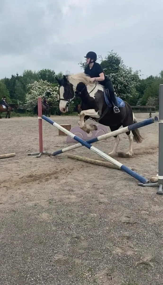 Gorgeous 17hh Mare - Image 1