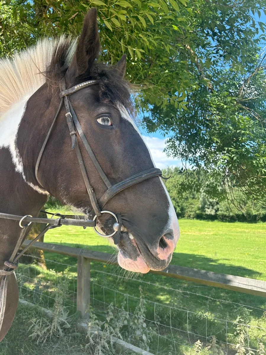 Gorgeous 17hh Mare - Image 2