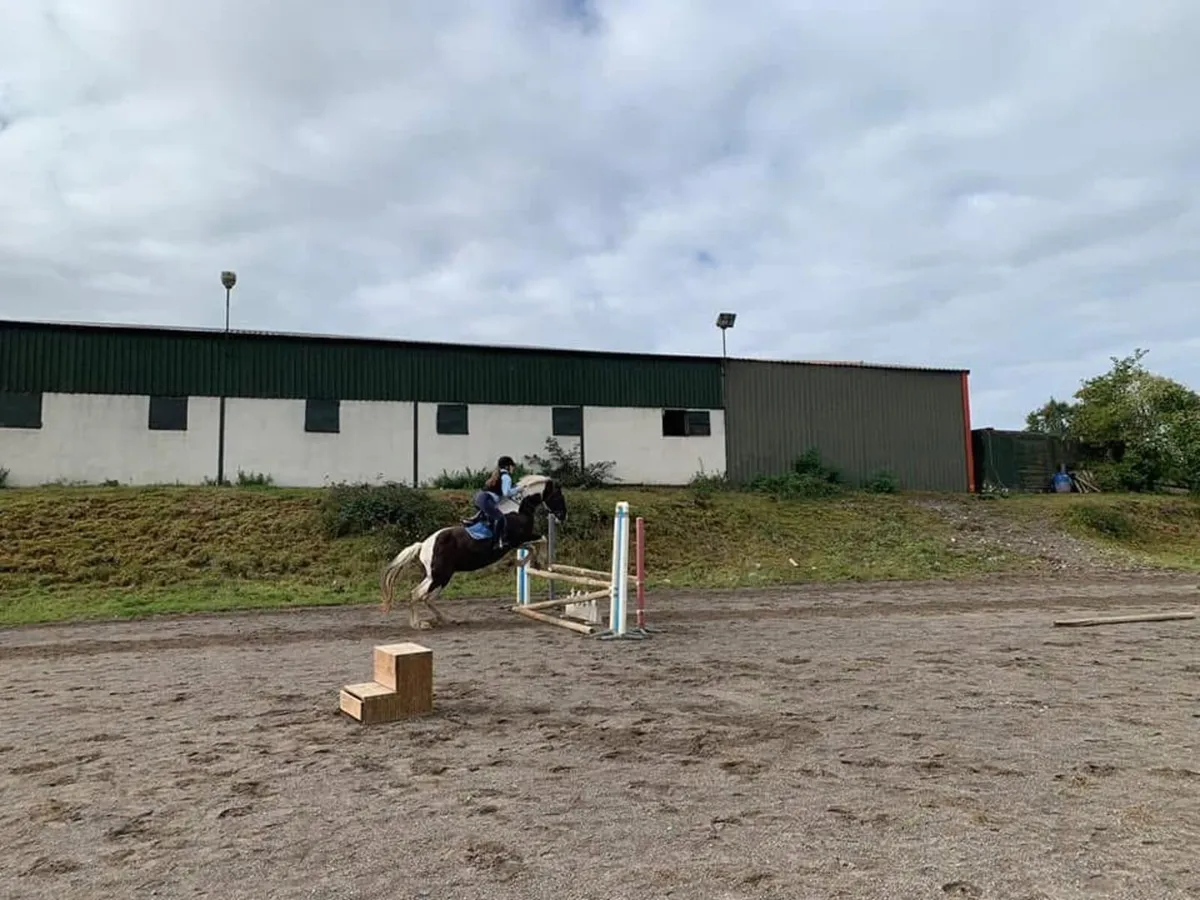 Gorgeous 17hh Mare - Image 3