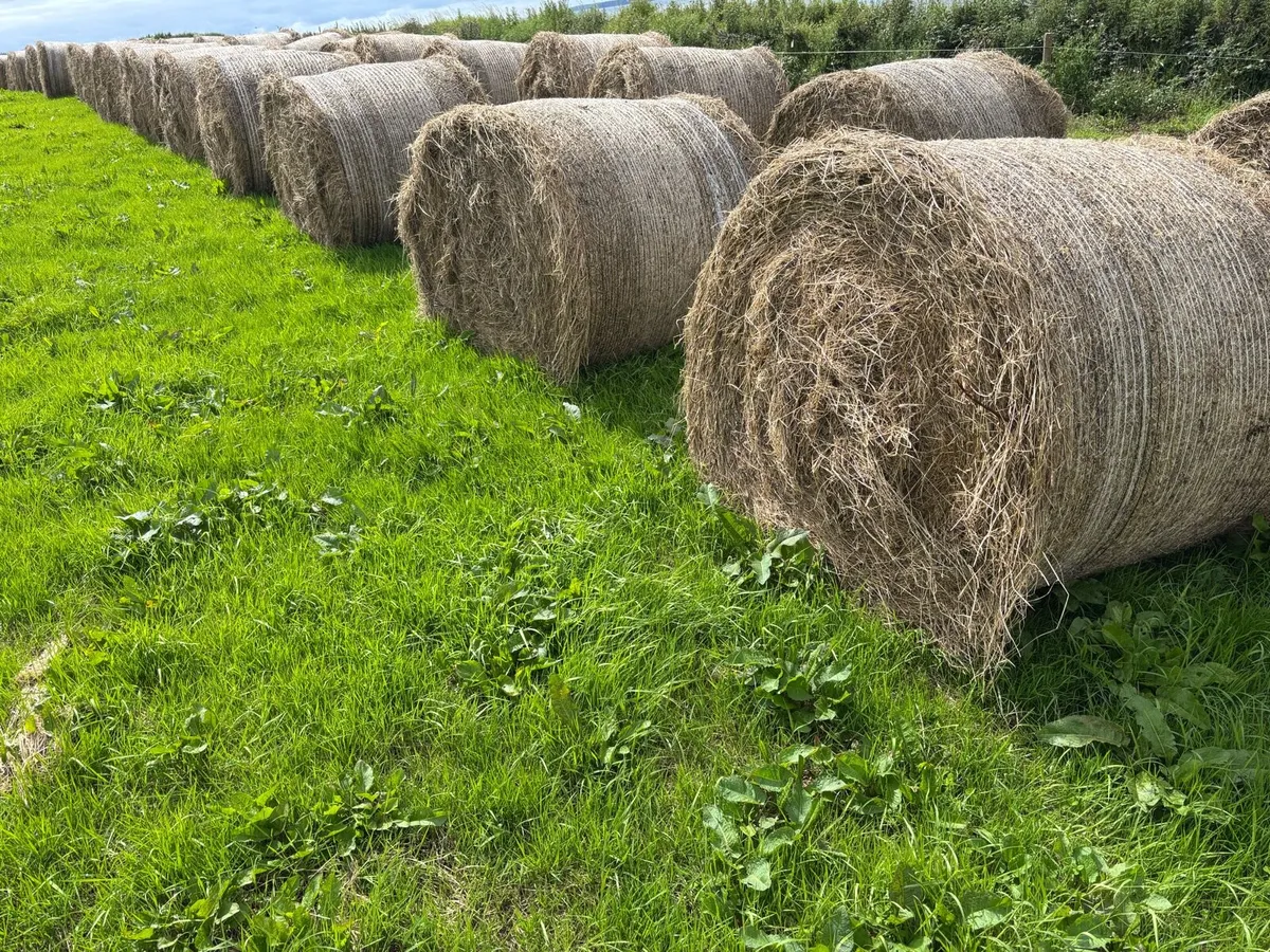 Good Quality Hay