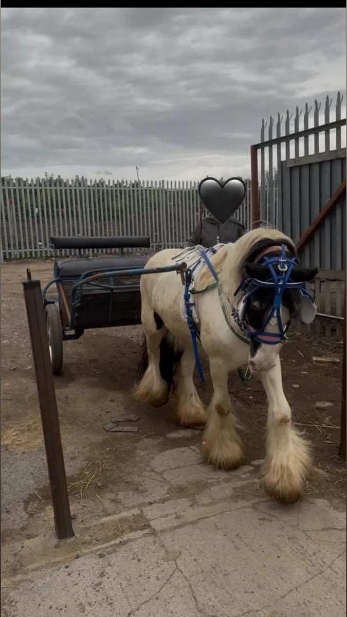 cob mare - Image 1