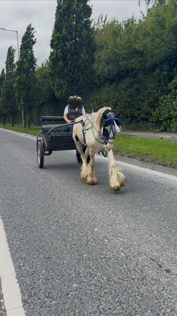cob mare - Image 2