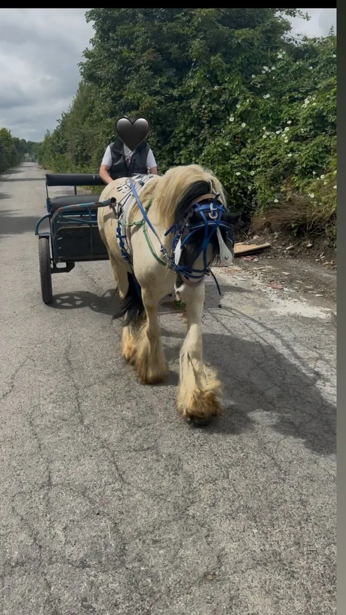 cob mare - Image 3