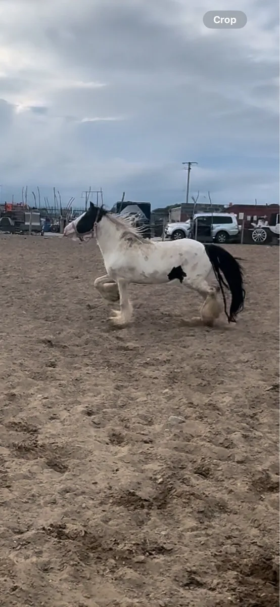 cob mare - Image 4