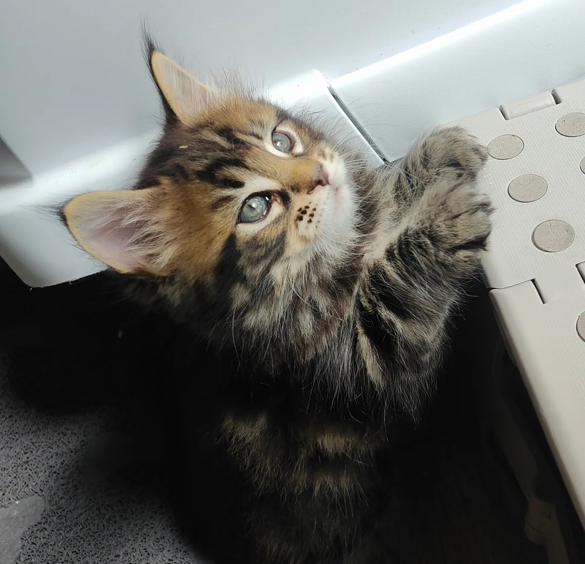 Maine Coon kittens - Image 1