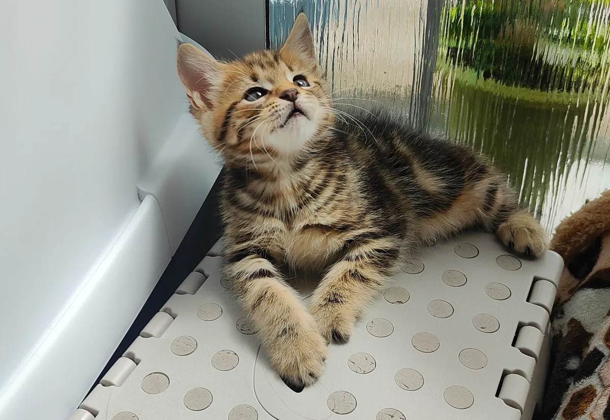 Maine Coon kittens - Image 2