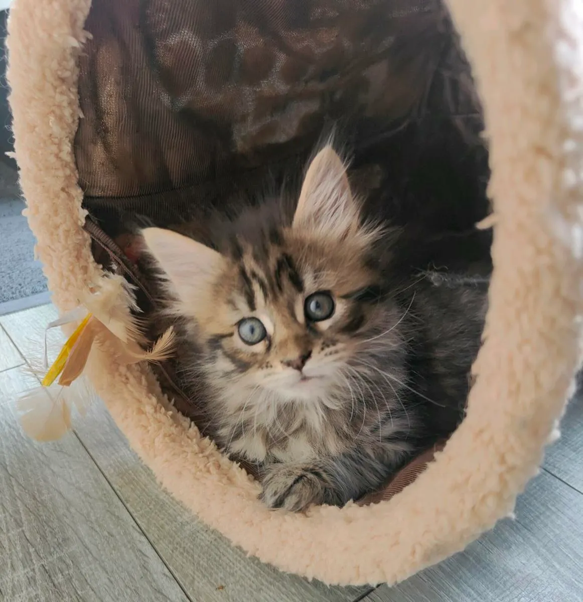 Maine Coon kittens - Image 3