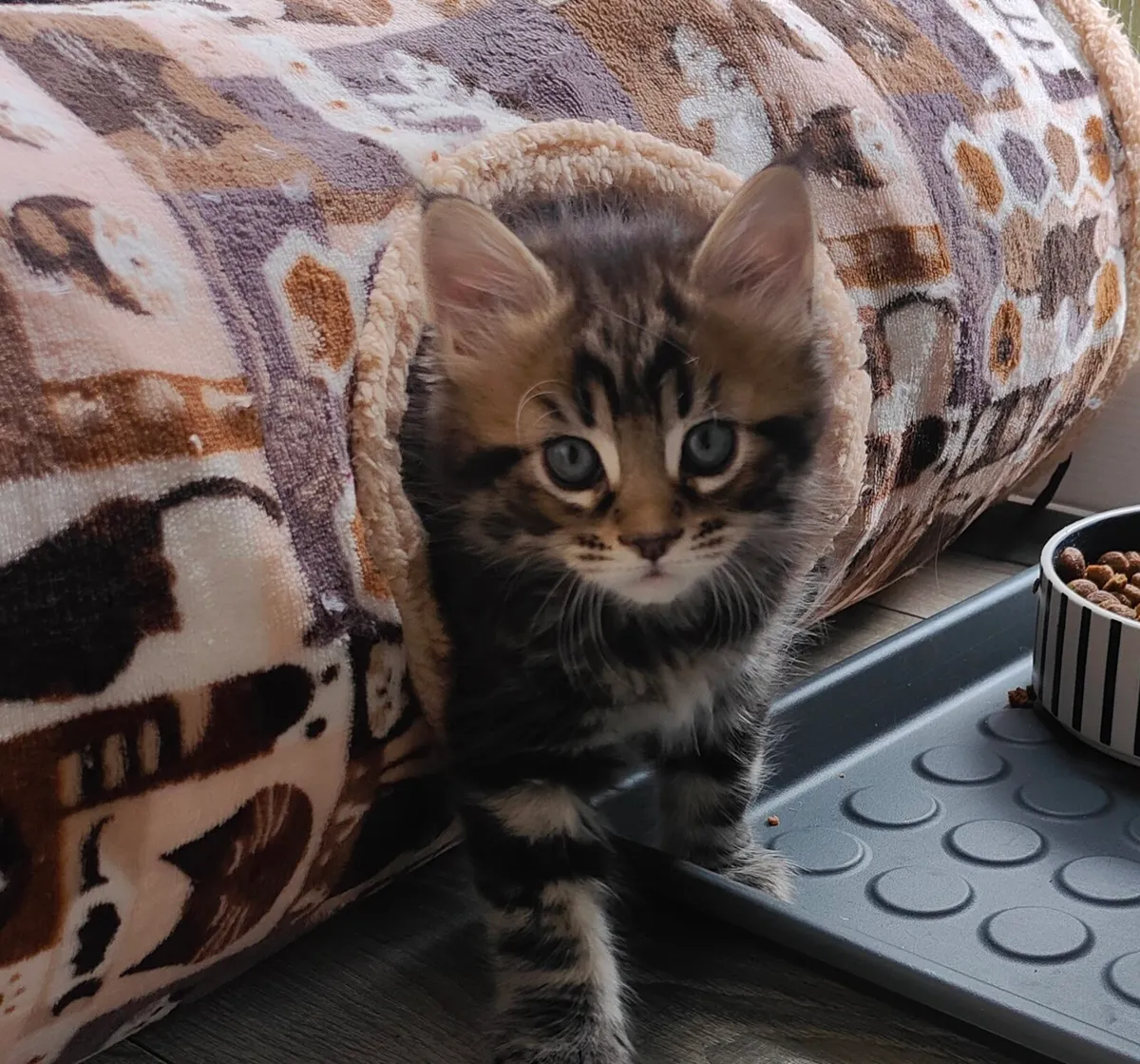 Maine Coon kittens - Image 4