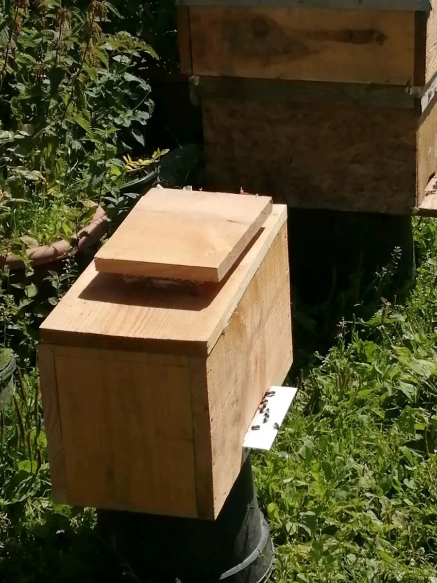 Bees for sale - Image 2