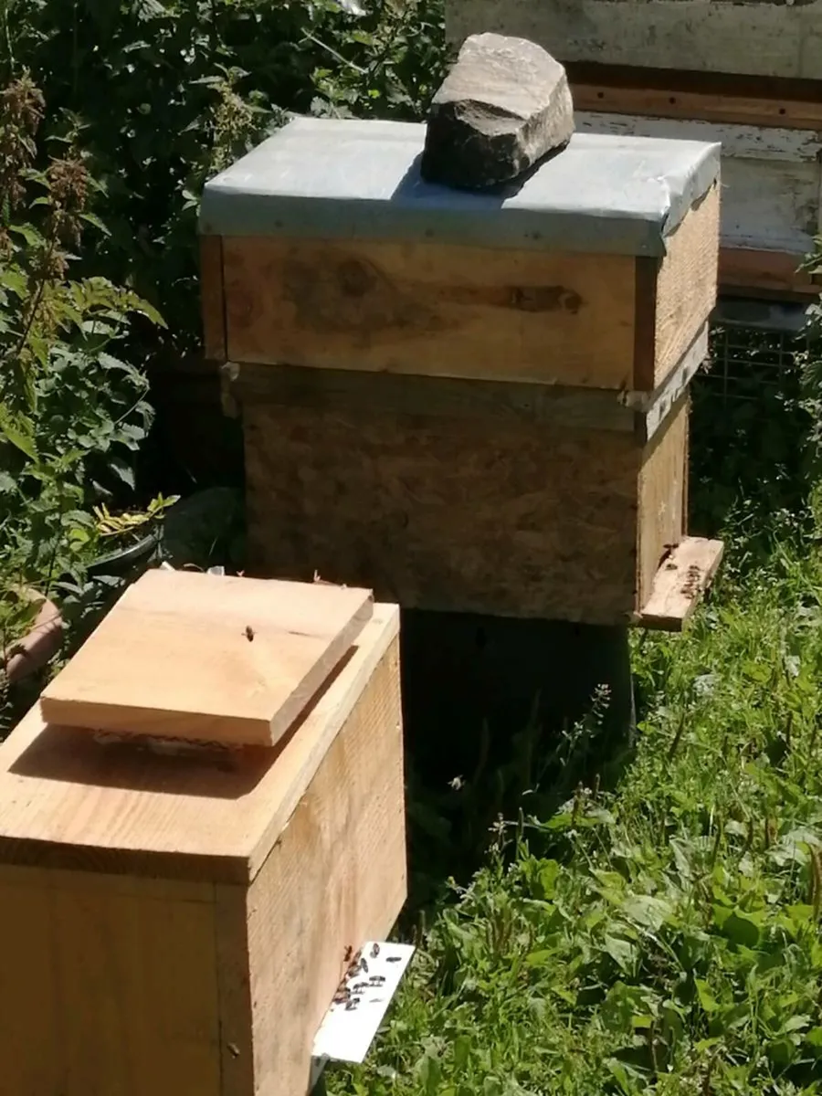 Bees for sale - Image 1