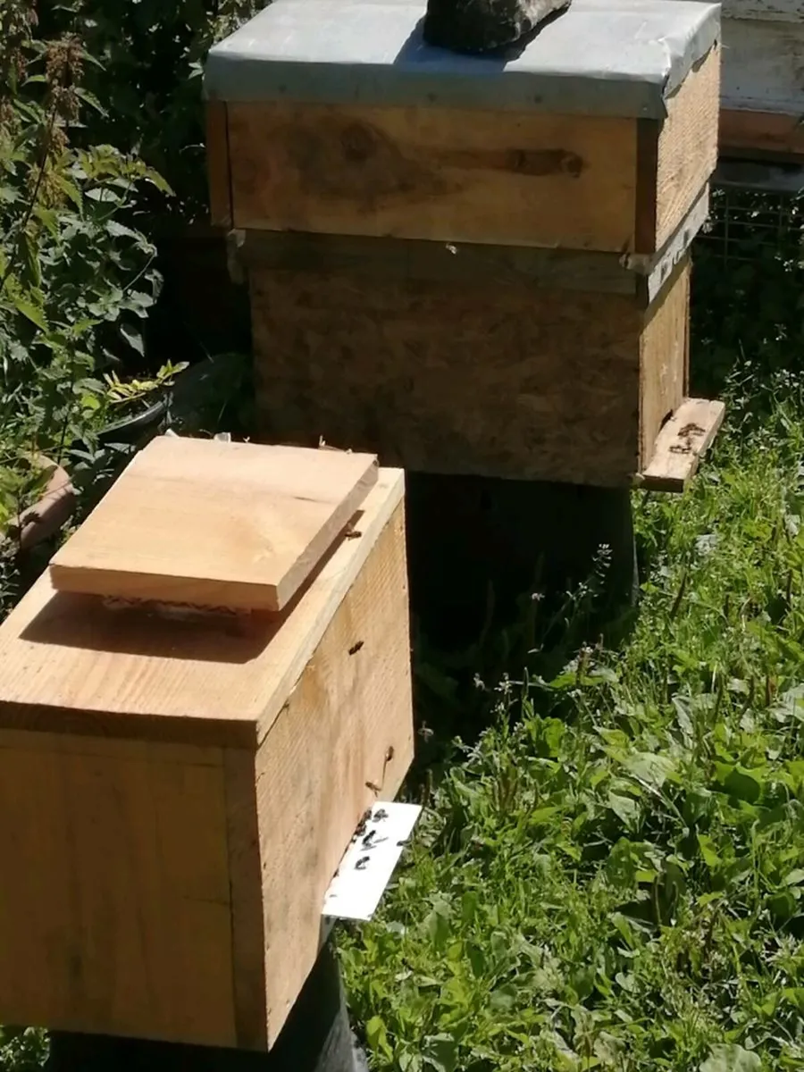 Bees for sale - Image 3