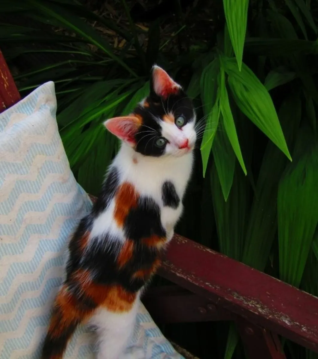 Kitten - Image 2