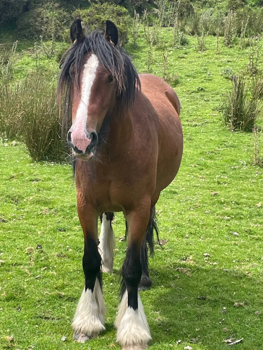 Horse - Image 1