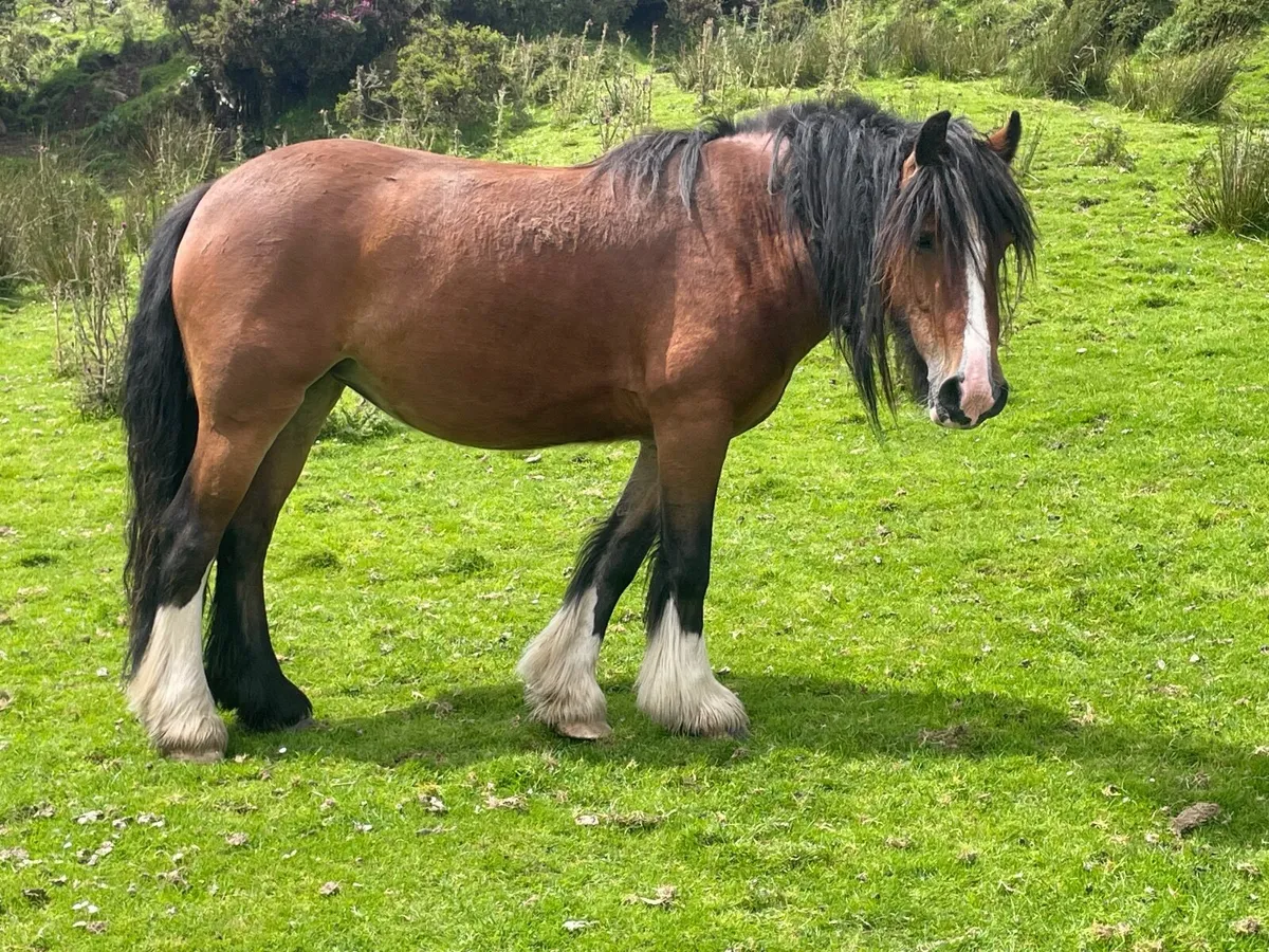 Horse - Image 3