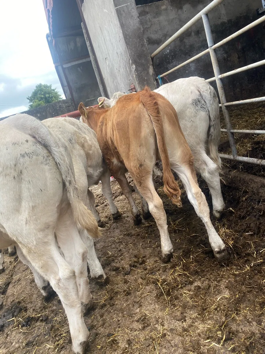 6 heifer weanlings - Image 1