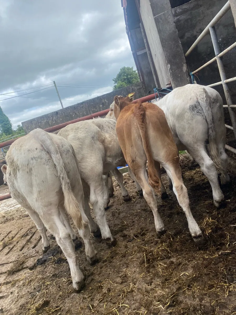 6 heifer weanlings - Image 2
