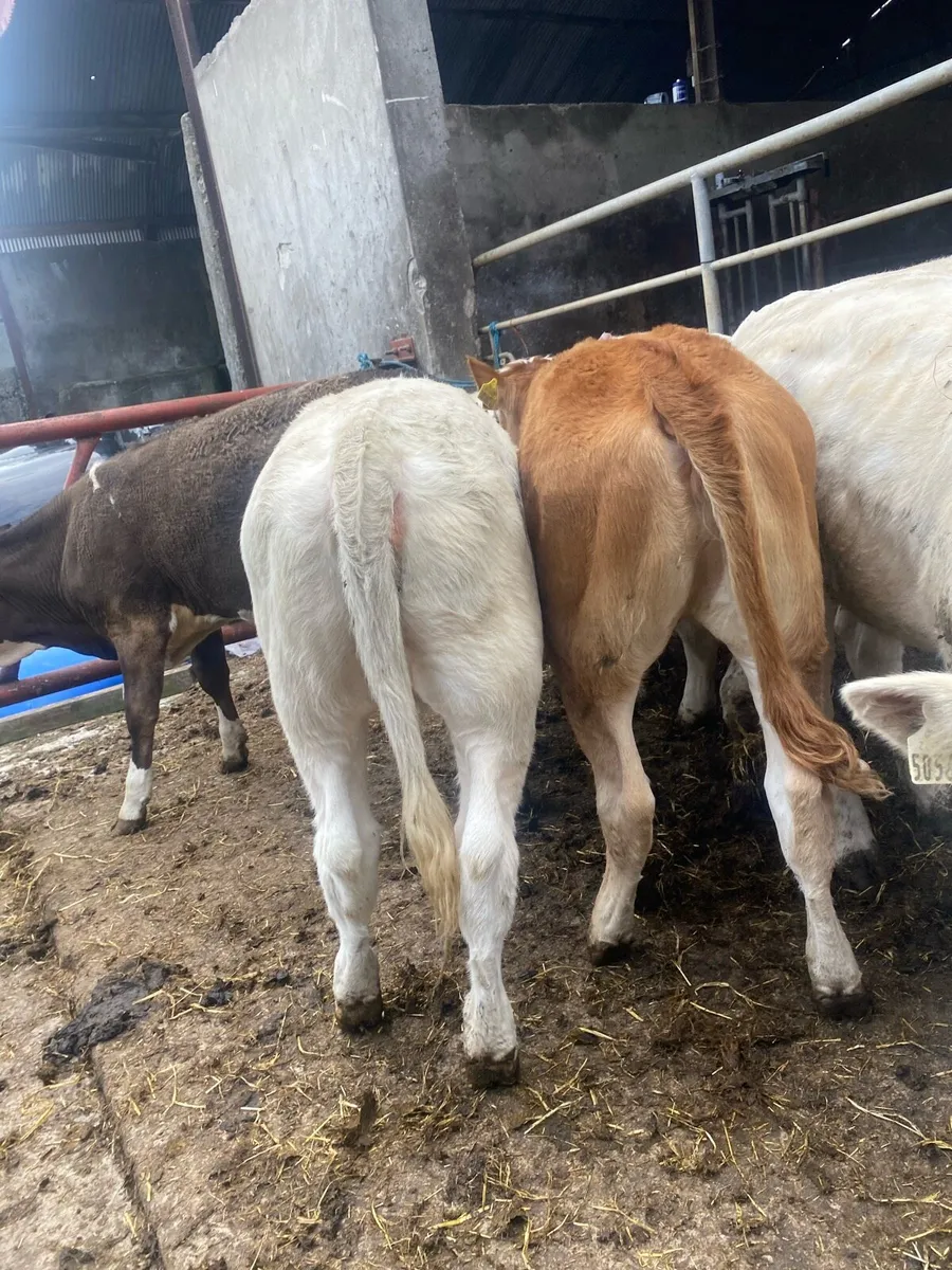 6 heifer weanlings - Image 3