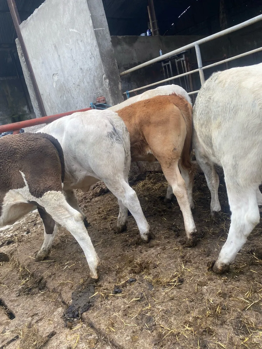 6 heifer weanlings - Image 4