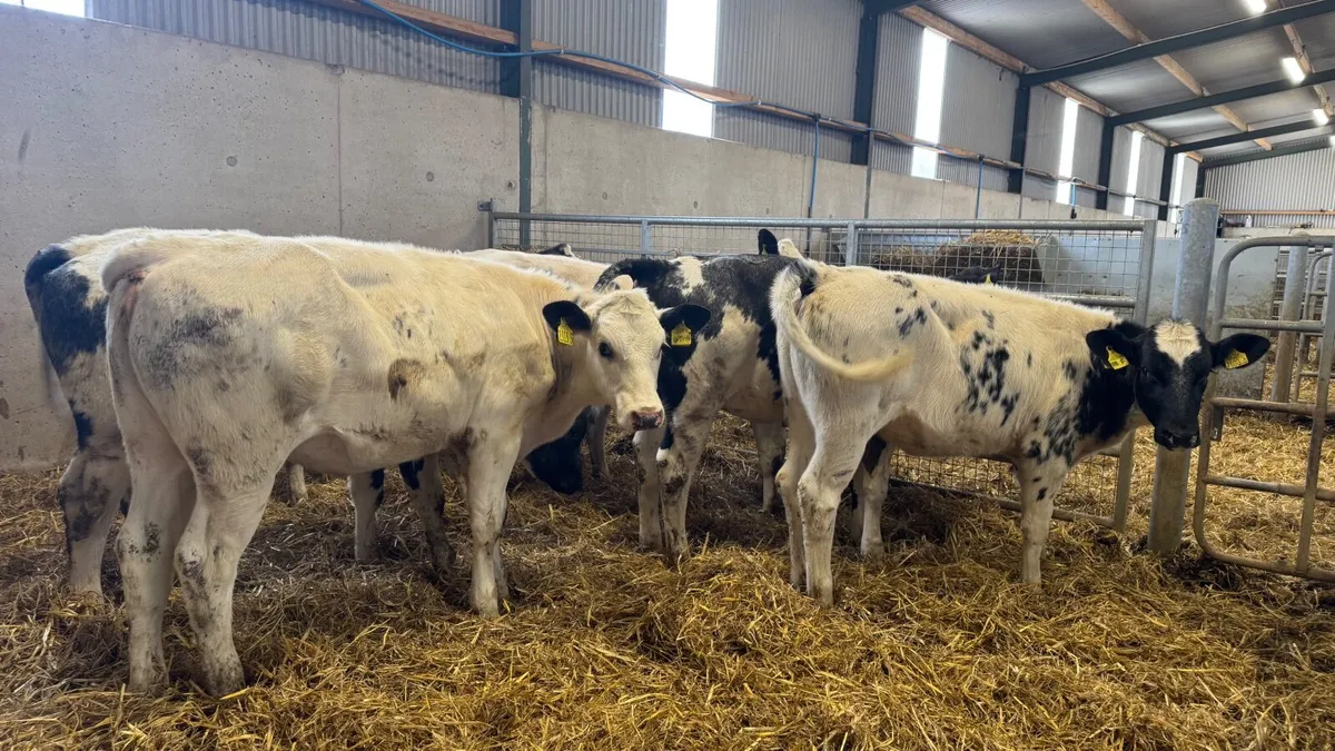 Belgian Blue Heifers - Image 2