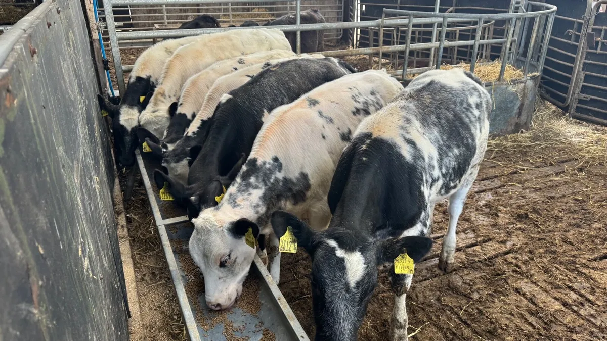 Belgian Blue Heifers - Image 3