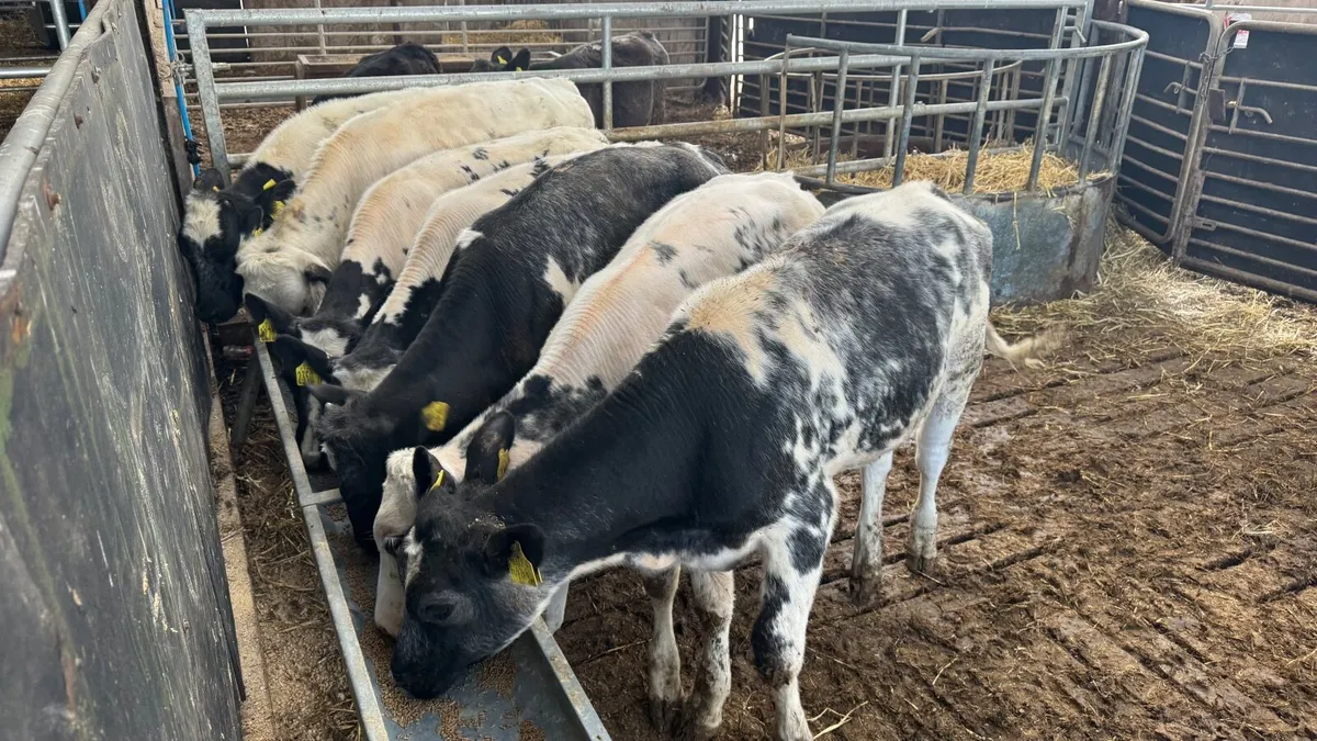 Belgian Blue Heifers - Image 4