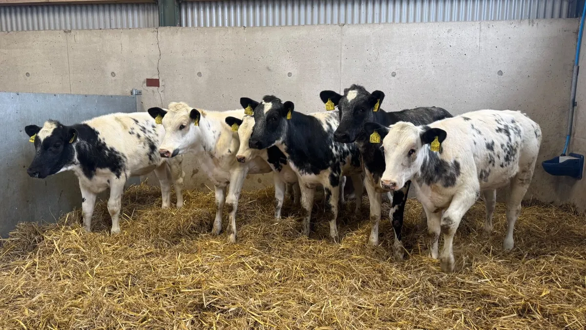 Belgian Blue Heifers - Image 1