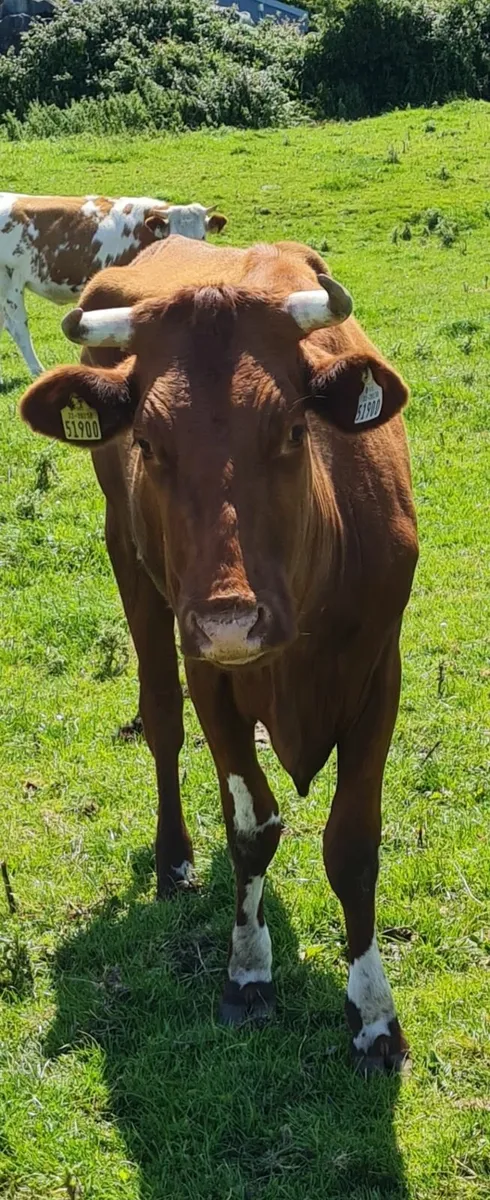 5 STAR SH Limestone Cow with Bull Calf afoot - Image 2