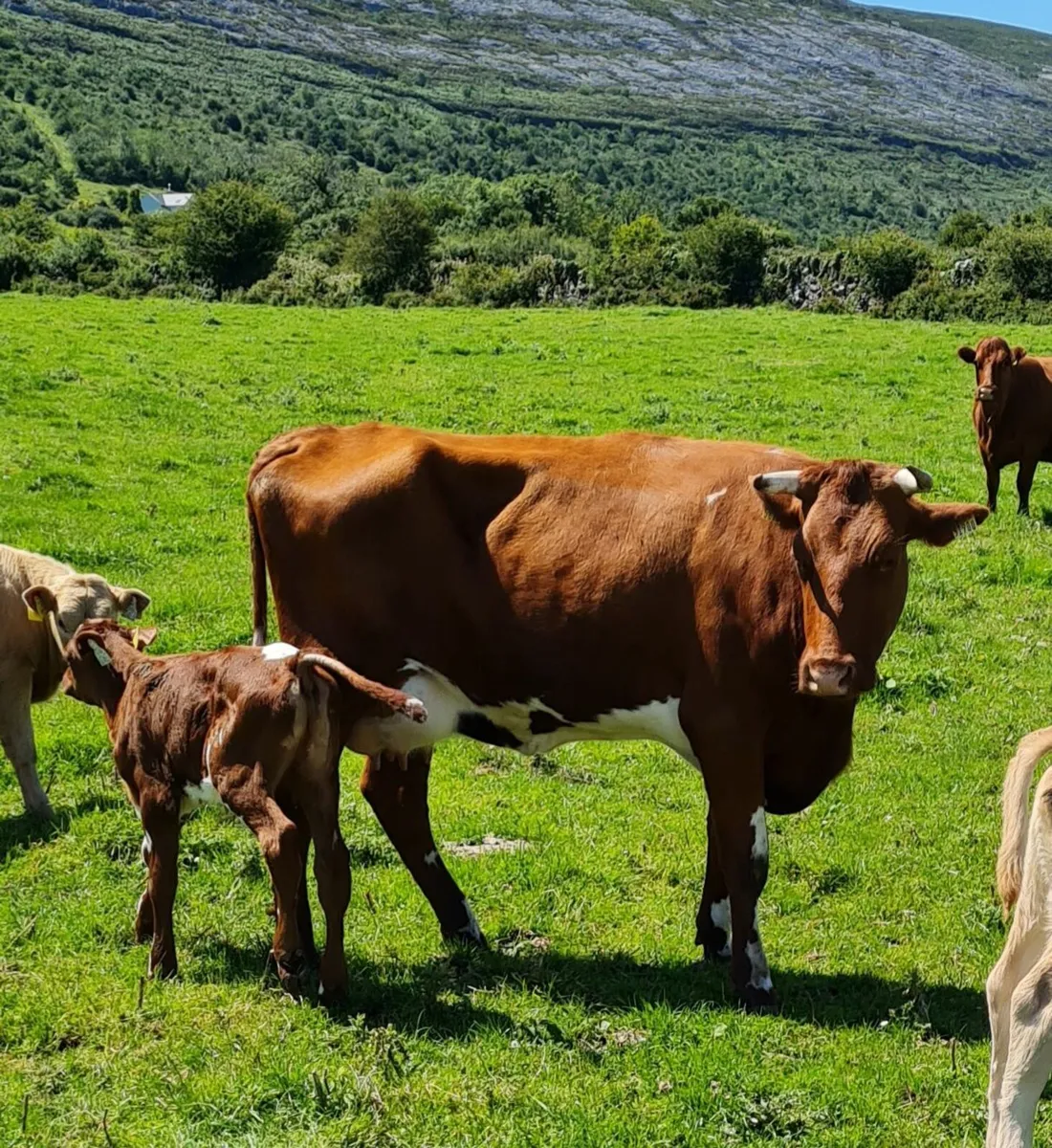 5 STAR SH Limestone Cow with Bull Calf afoot - Image 1