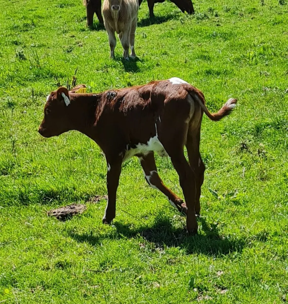 5 STAR SH Limestone Cow with Bull Calf afoot - Image 3