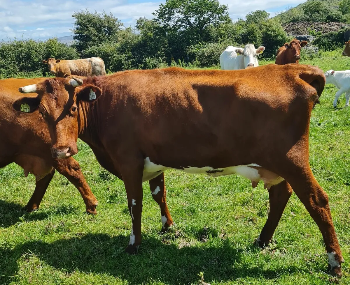 5 STAR SH Limestone Cow with Bull Calf afoot - Image 4