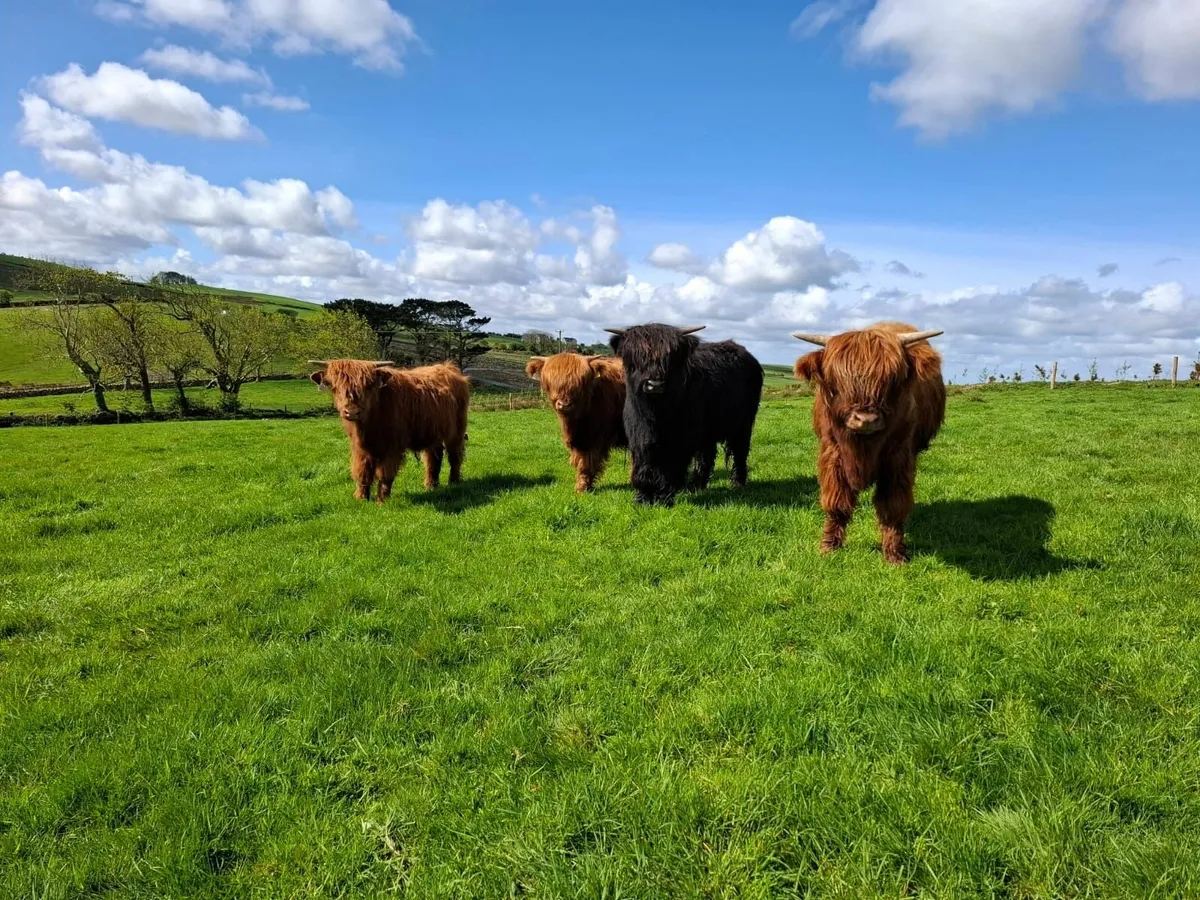 Four 1-year old Highland Bullocks - Image 1