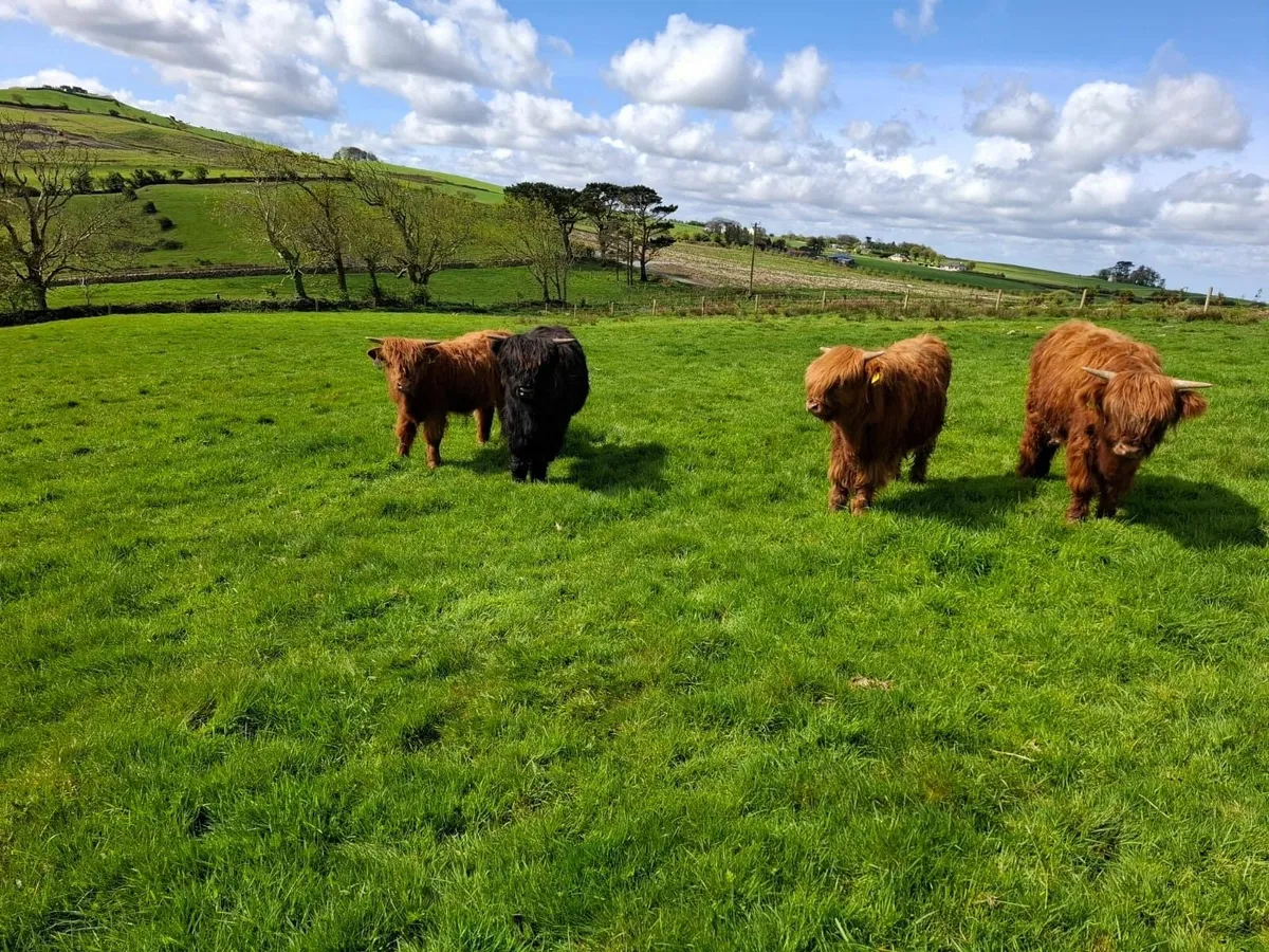 Four 1-year old Highland Bullocks - Image 2