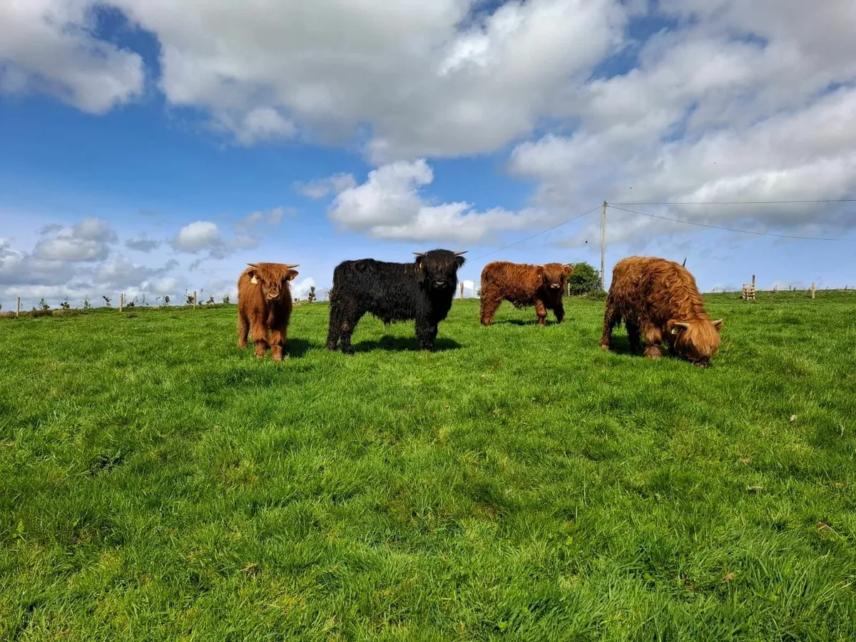 Four 1-year old Highland Bullocks - Image 3