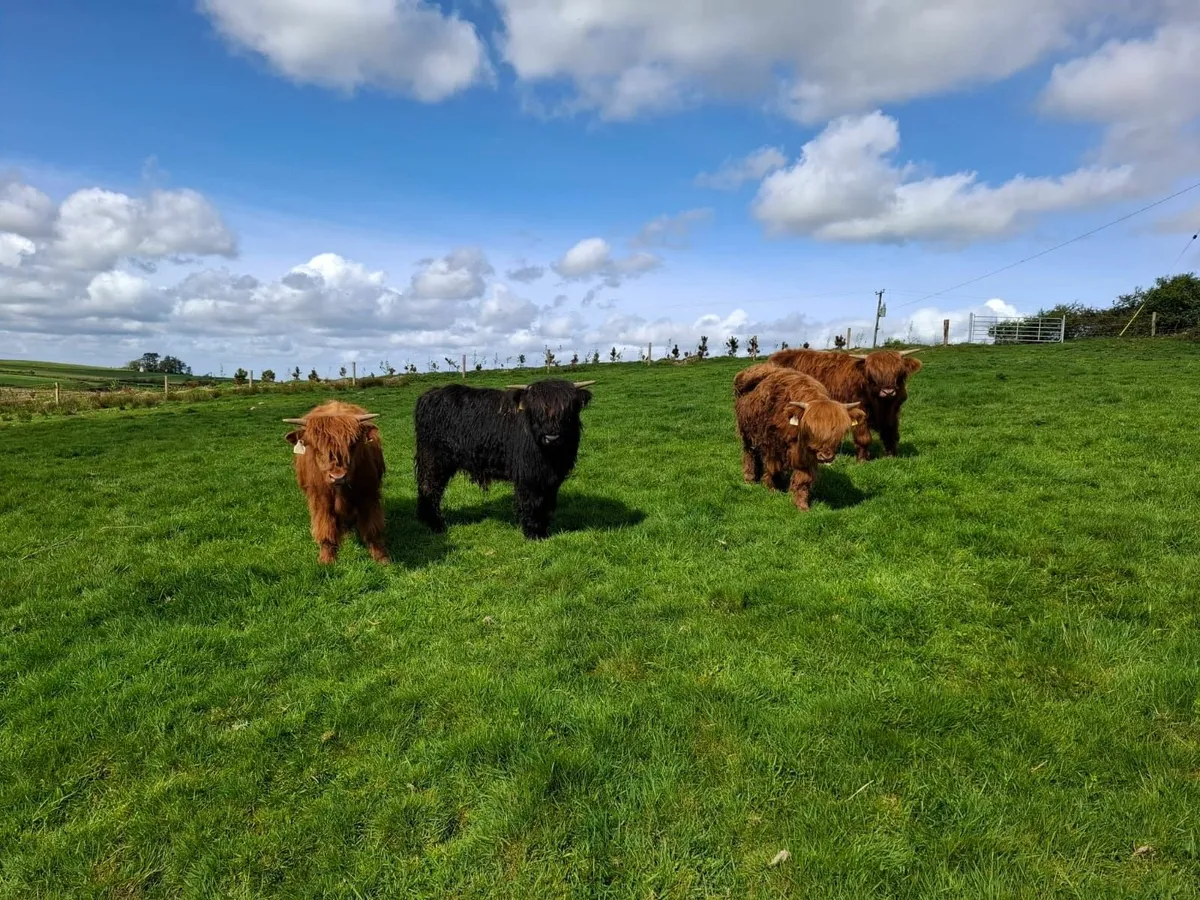 Four 1-year old Highland Bullocks - Image 4
