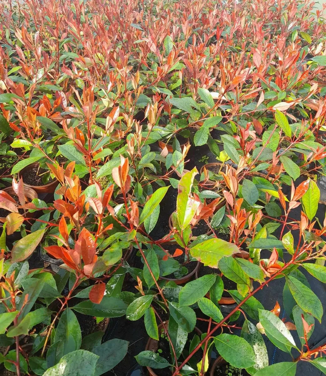 Red Robin Hedging - Image 2