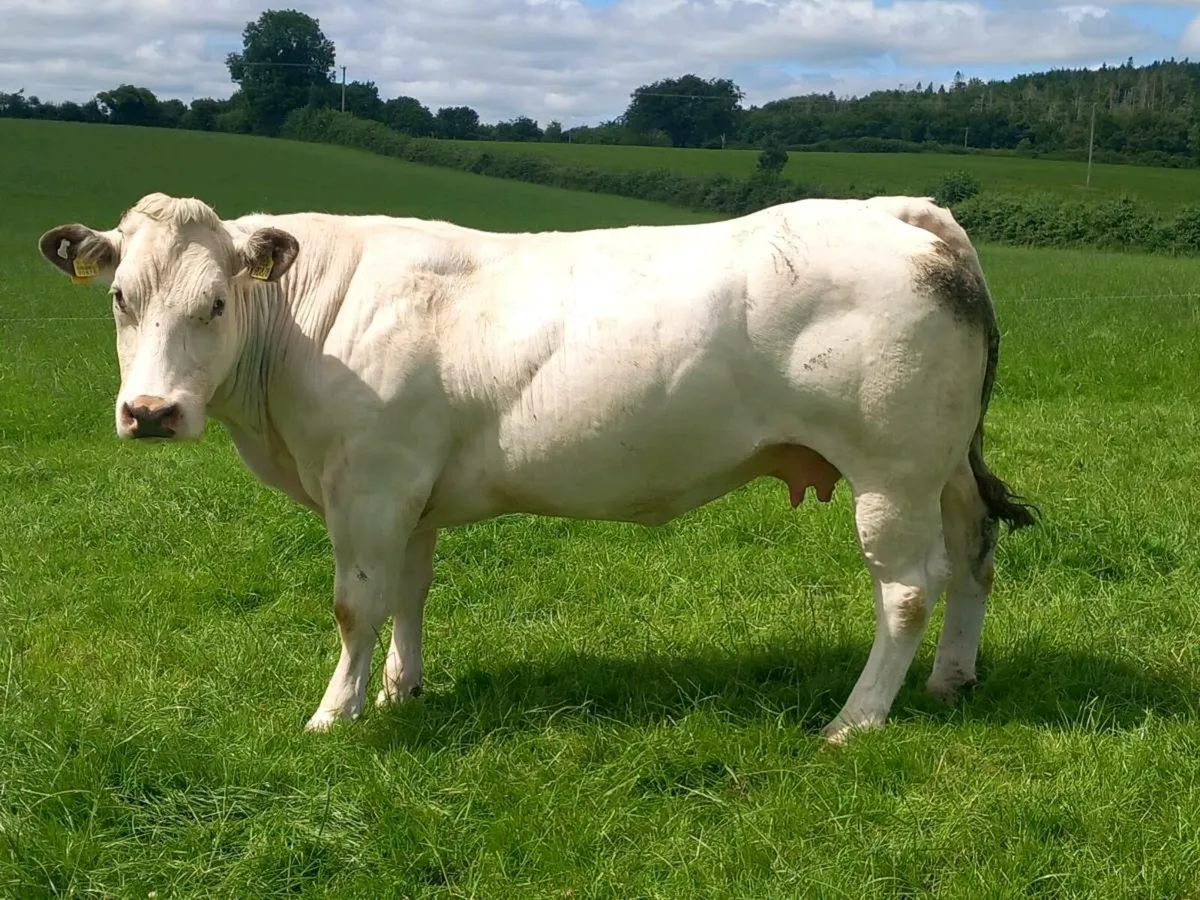 Cow for sale portumna mart we'd 9th - Image 1