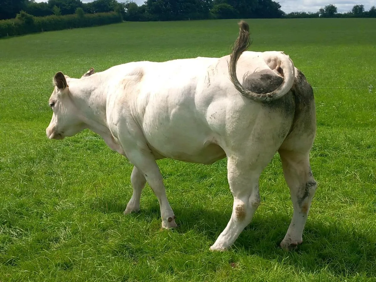 Cow for sale portumna mart we'd 9th - Image 2