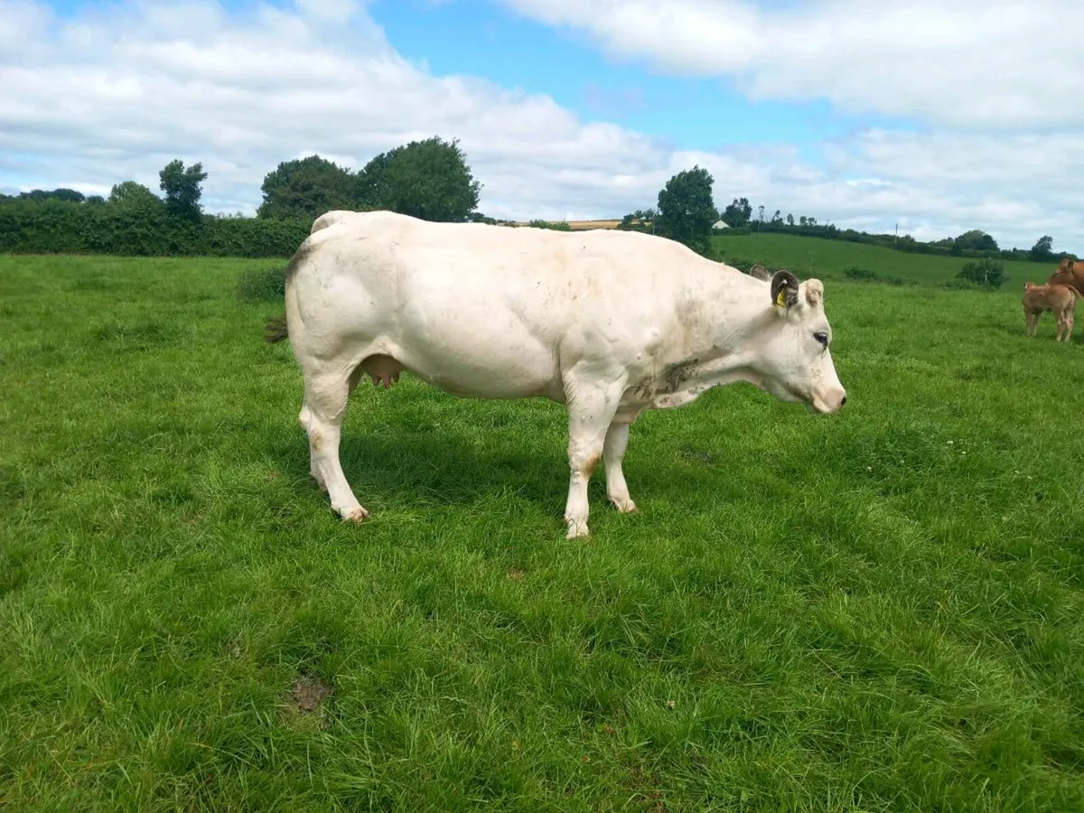 Cow for sale portumna mart we'd 9th - Image 3