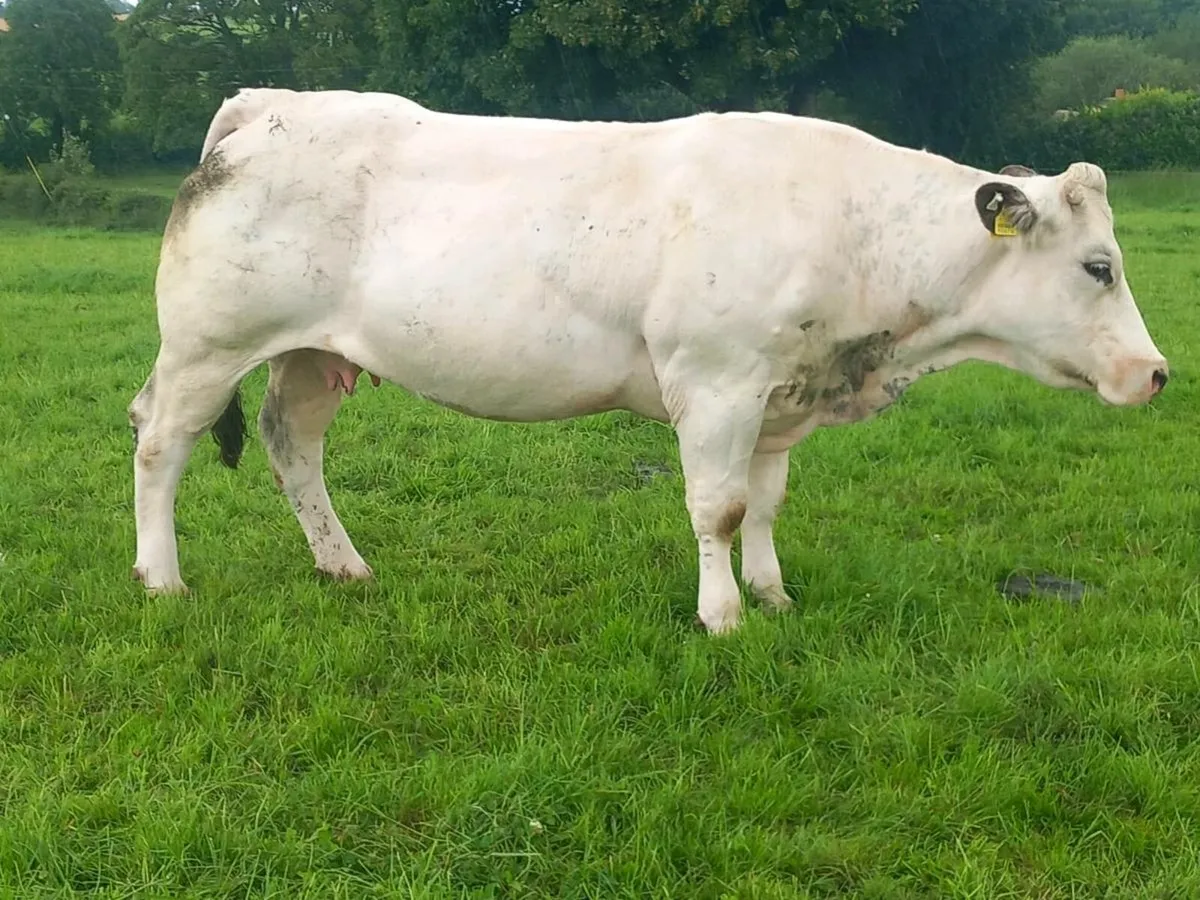 Cow for sale portumna mart we'd 9th - Image 4