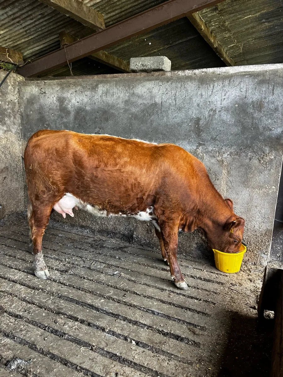 Foster cow