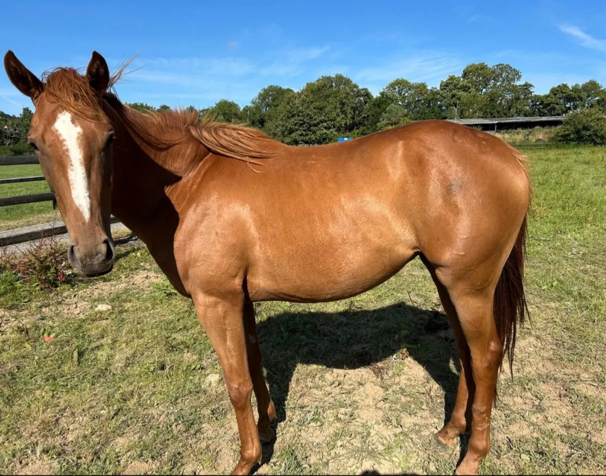 Well Bred Filly - Image 2