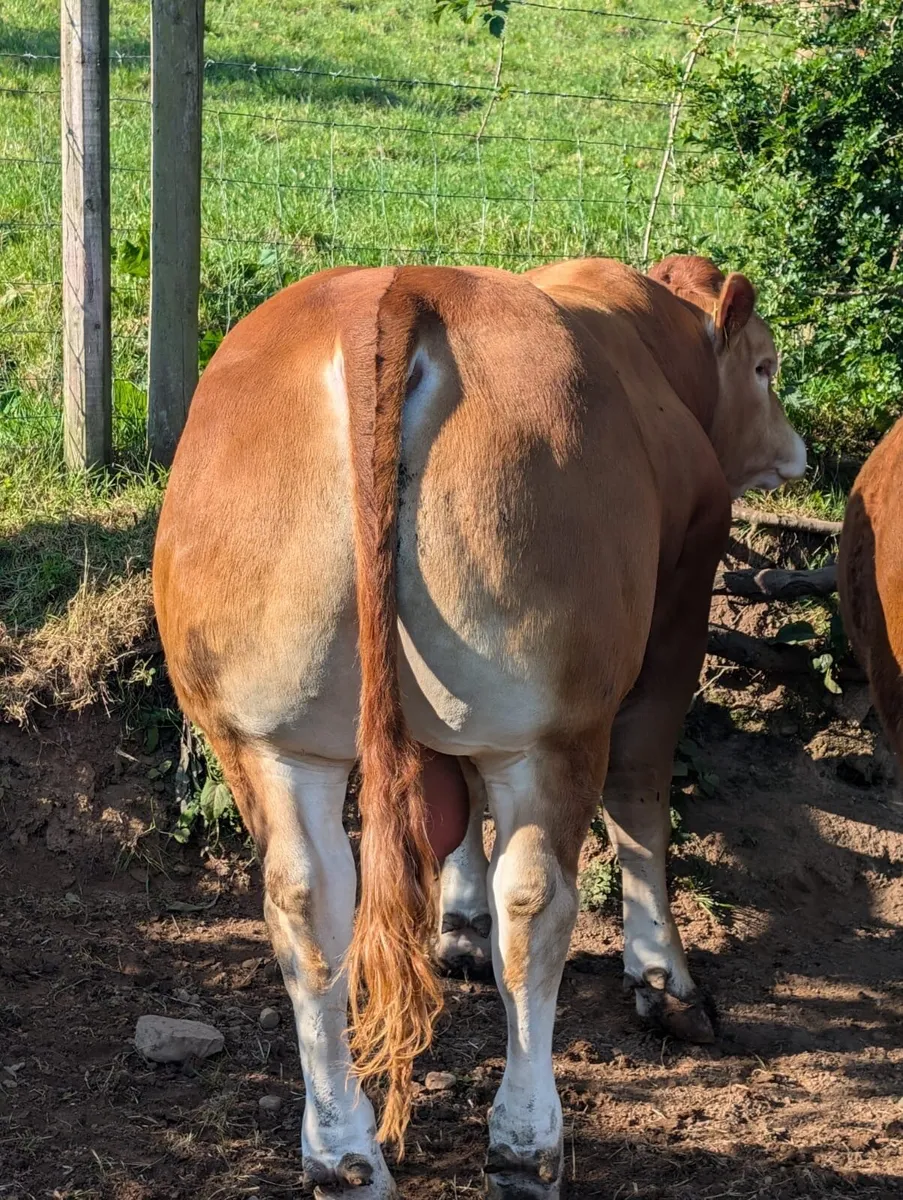Limousin Bull - Image 1