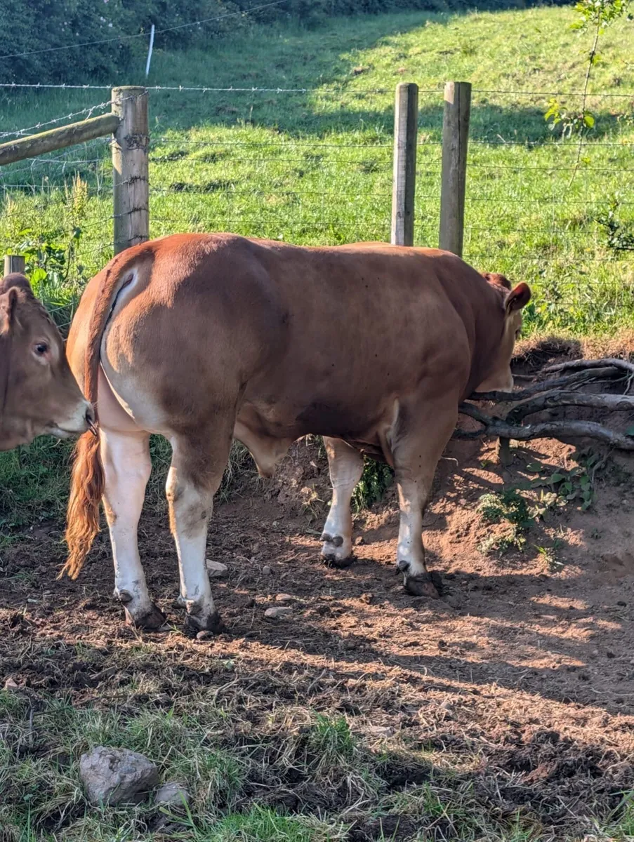 Limousin Bull - Image 2