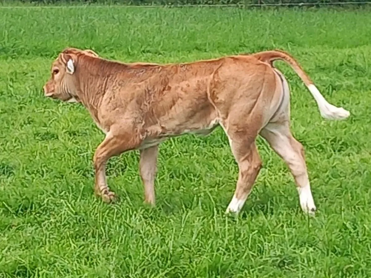 2 calves for sale portumna mart we'd 9th - Image 1
